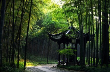 杭州最仙最静的地方云栖竹径风景图片 5