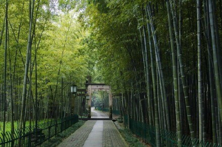 杭州最仙最静的地方云栖竹径风景图片 7