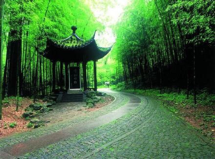 杭州最仙最静的地方云栖竹径风景图片