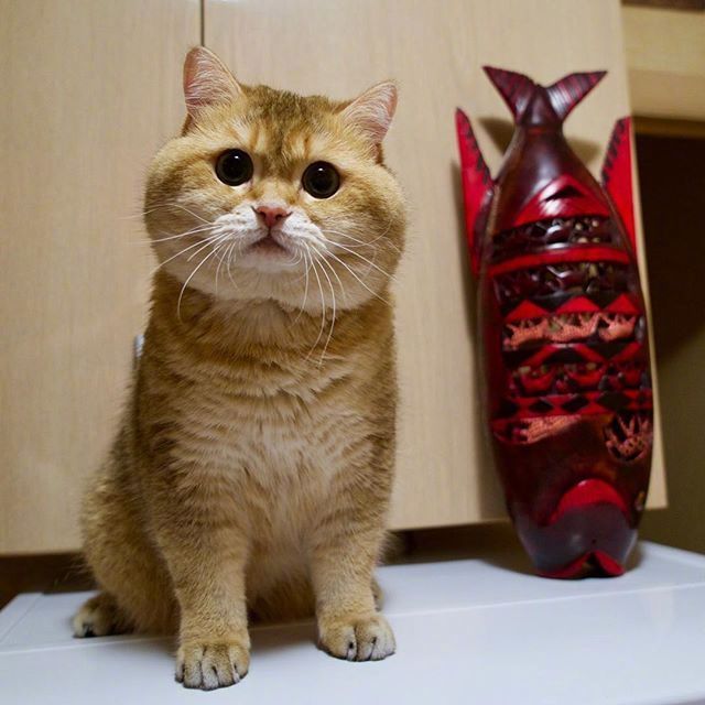 可爱猫咪图片_我不是胖,我只是有点圆