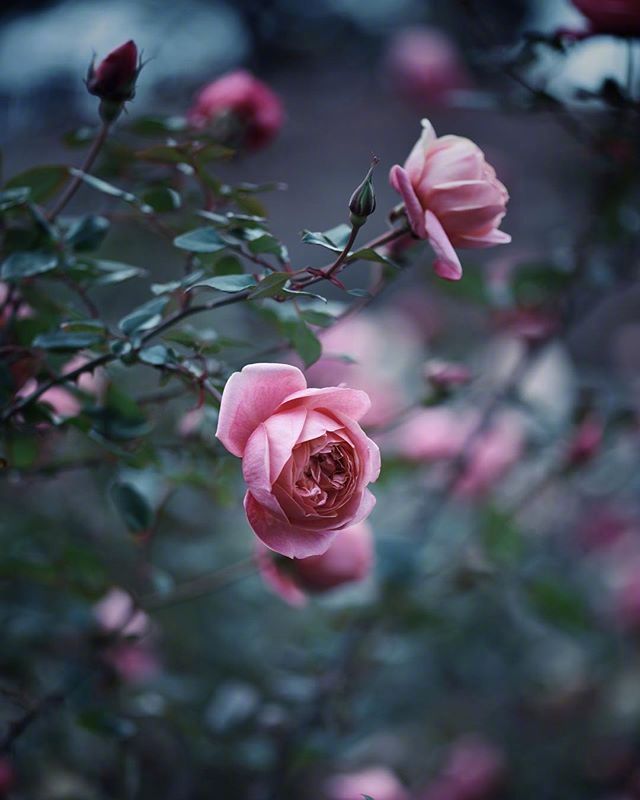 鲜花月季花图片