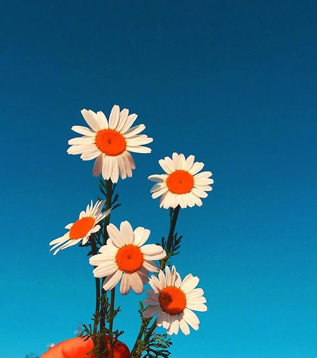 唯美小雏菊图片
