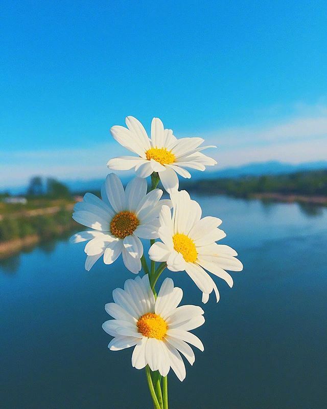 唯美小雏菊图片 9