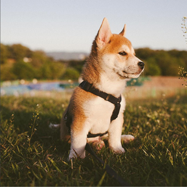 萌宠小柴犬图片_一只忧郁的柴犬优雅冷静图片