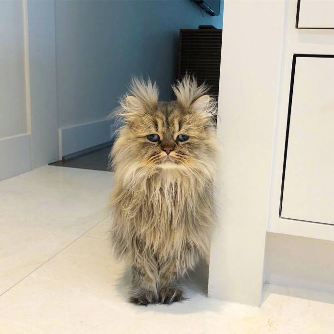 萌宠猫咪图片_英国长毛猫咪图片