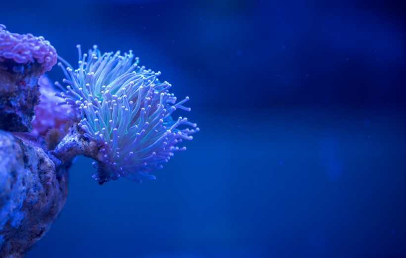 海底生物可爱的珊瑚图片