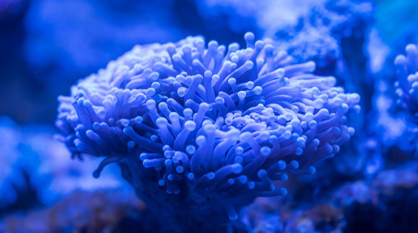 海底生物可爱的珊瑚图片 2