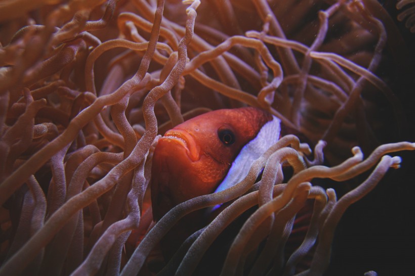 海底生物可爱的珊瑚图片 5