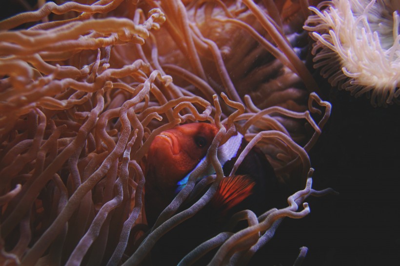 海底生物可爱的珊瑚图片 6