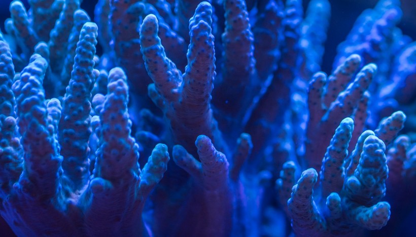 海底生物可爱的珊瑚图片 8