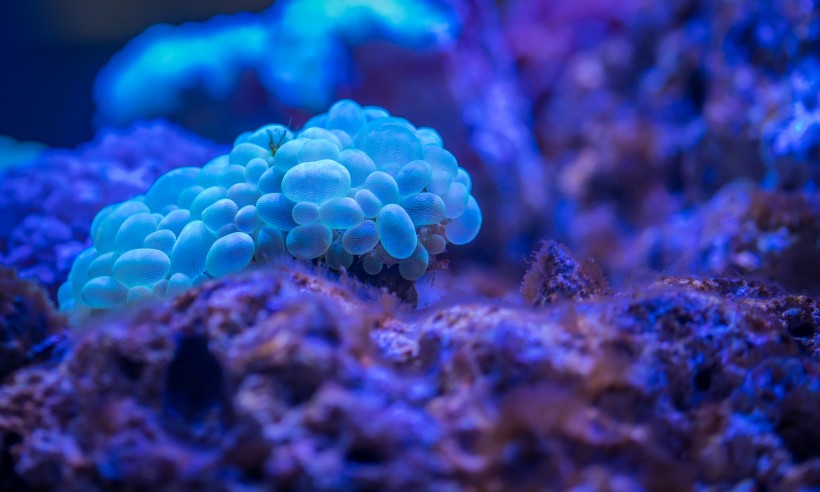 海底生物可爱的珊瑚图片 9