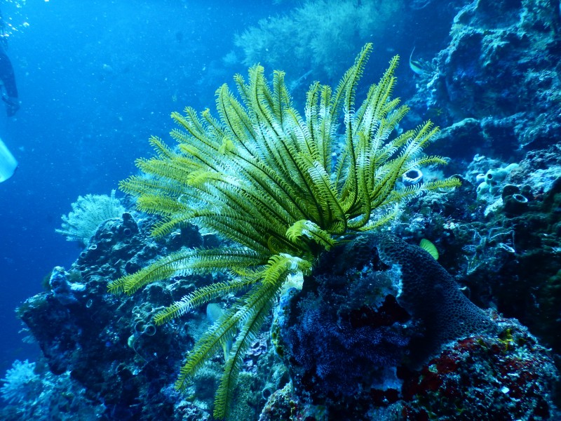 海底生物可爱的珊瑚图片 10