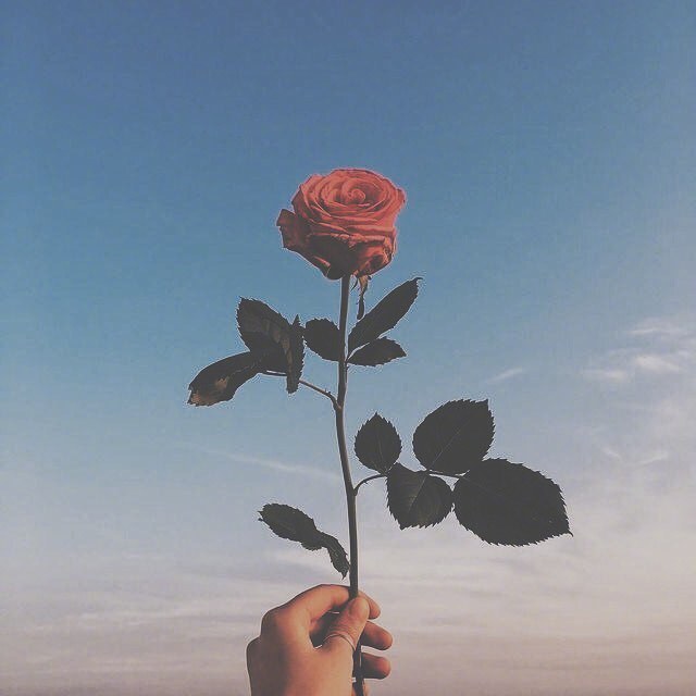 唯美Rose红玫瑰图片