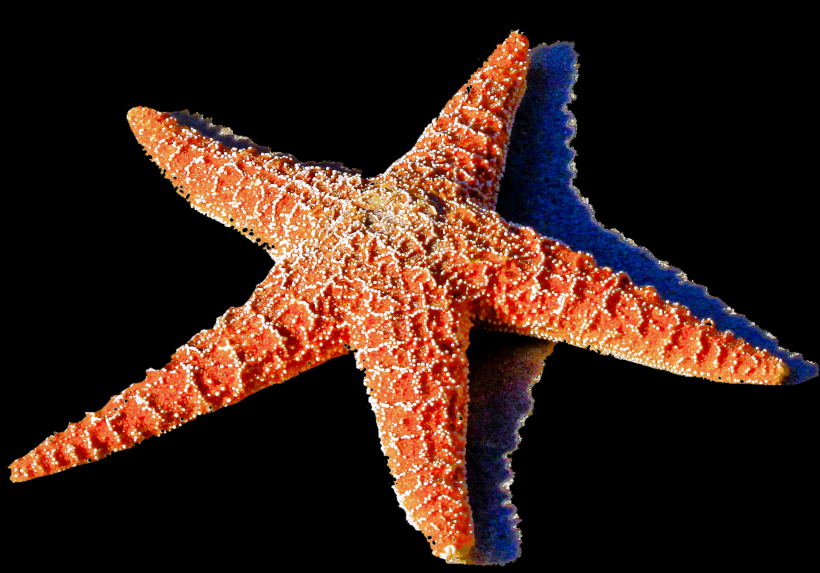 海洋生物图片_小海星图片大全
