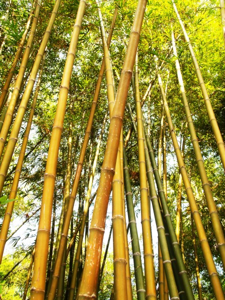 绿色竹林竹子图片