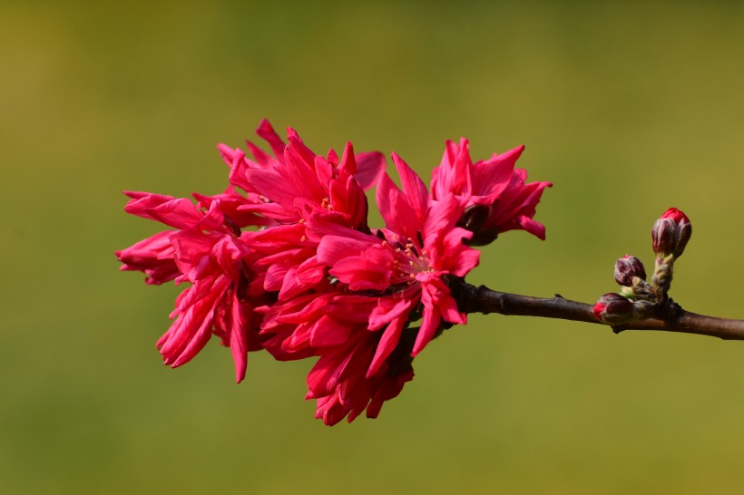 唯美桃花图片_菊花桃图片