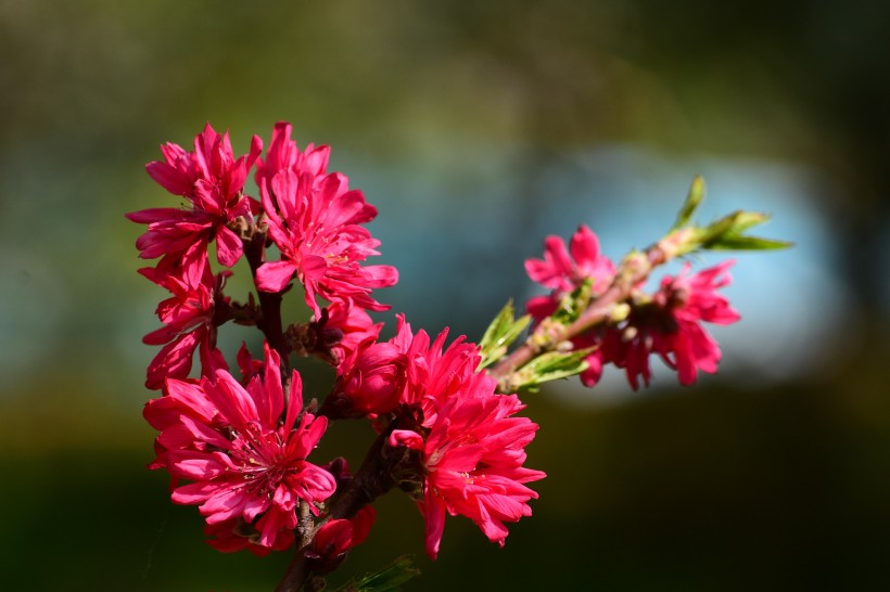 唯美桃花图片_菊花桃图片 2