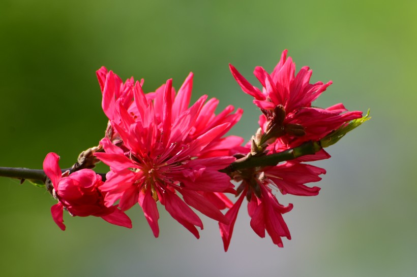 唯美桃花图片_菊花桃图片 3