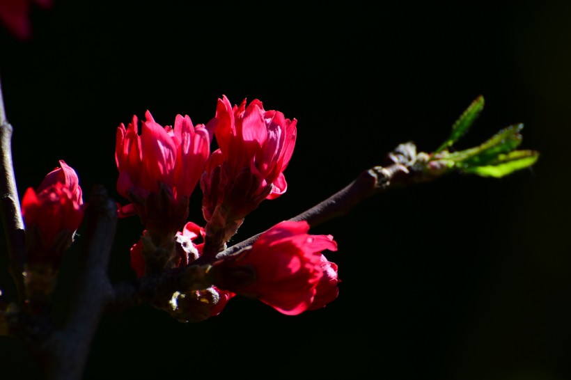 唯美桃花图片_菊花桃图片 4