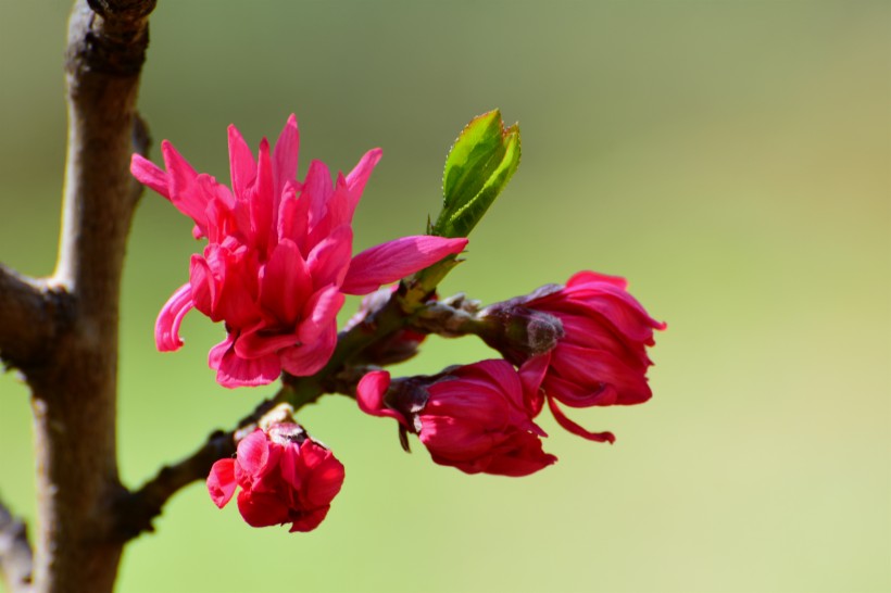 唯美桃花图片_菊花桃图片 6
