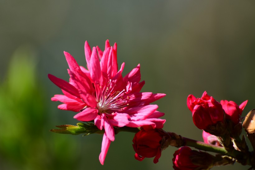 唯美桃花图片_菊花桃图片 7