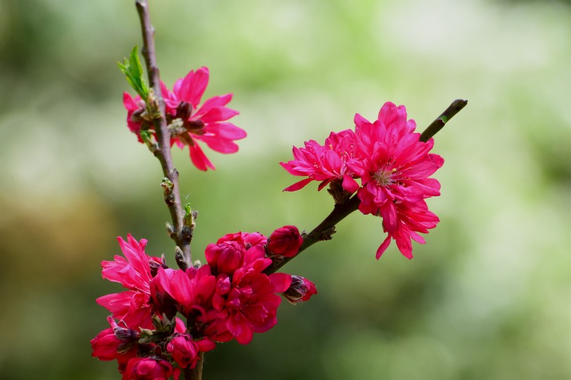 唯美桃花图片_菊花桃图片 9