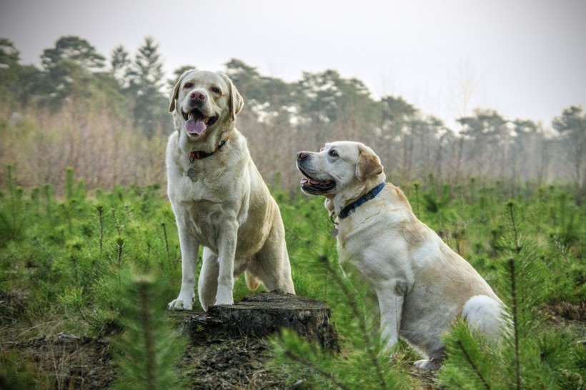 米白色拉布拉多图片_拉布拉多犬图片 5