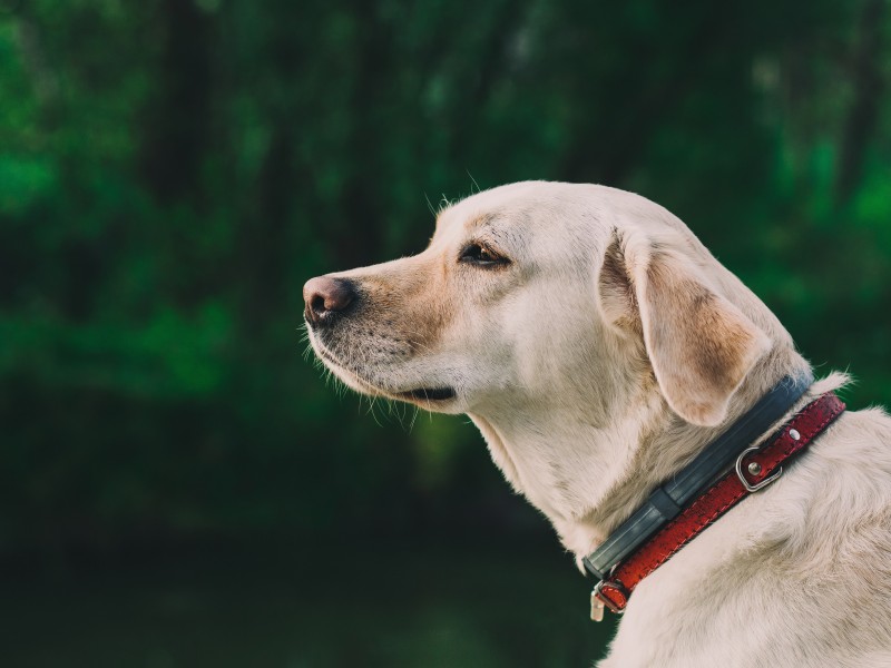 米白色拉布拉多图片_拉布拉多犬图片 6
