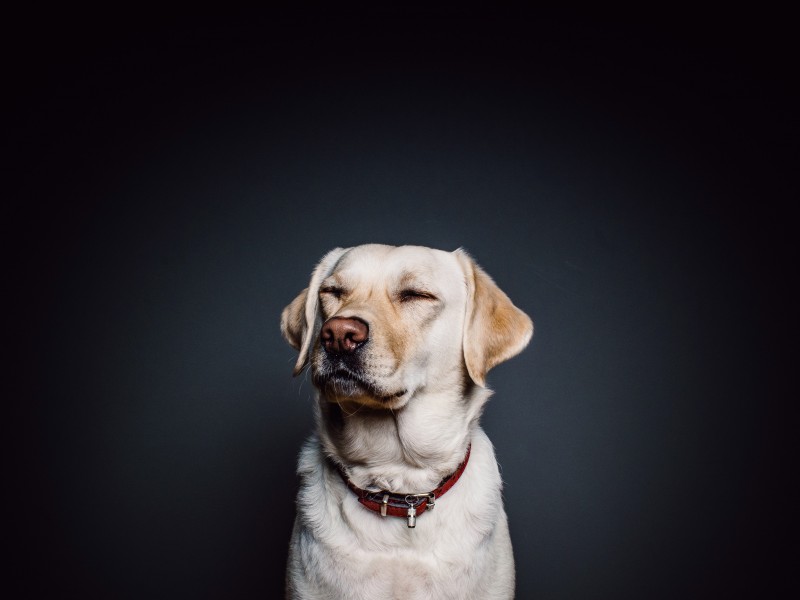 米白色拉布拉多图片_拉布拉多犬图片 9