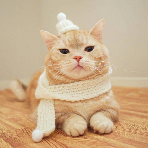 萌萌哒的小橘猫卖萌图片