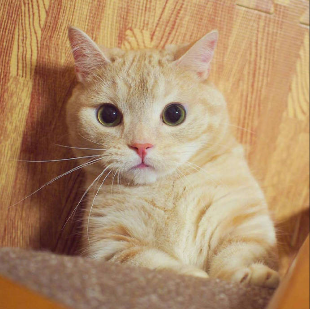萌宠可爱的小橘猫图片