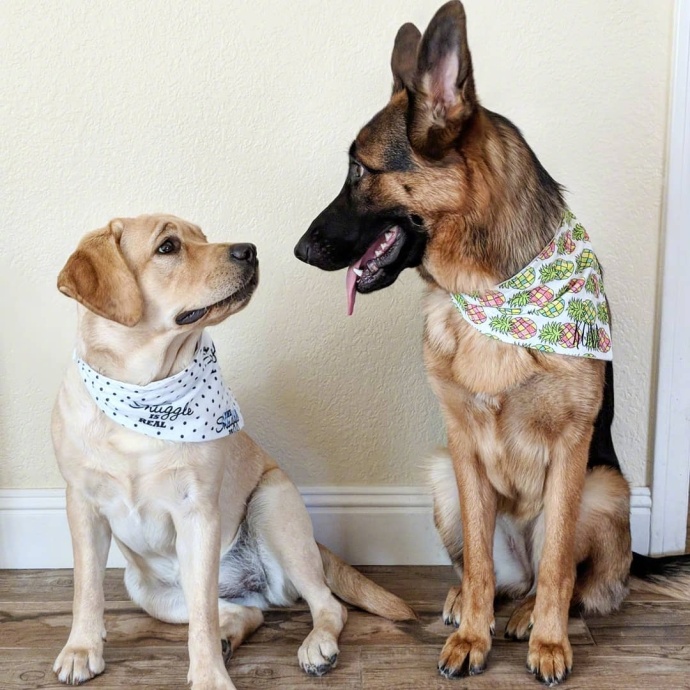 萌宠小德牧犬Kona和小拉布拉多犬Nala有爱图片