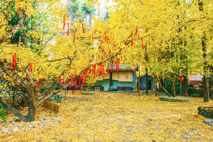 黄色银杏树叶大道风景图片 9