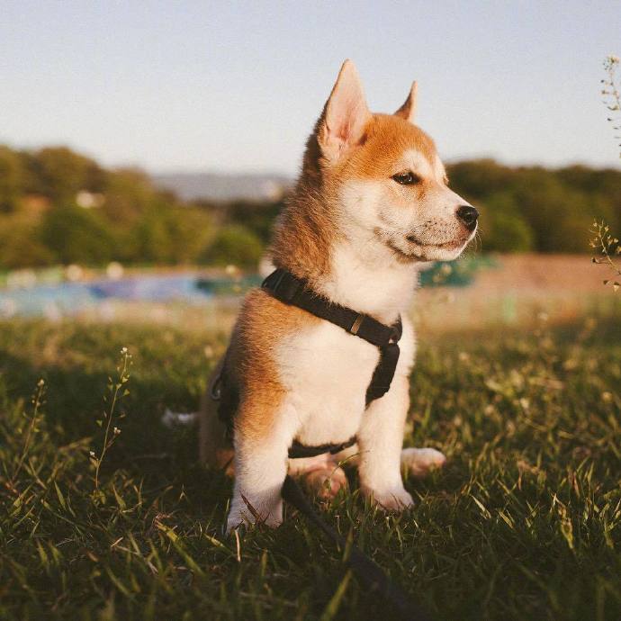 家有汪星人图片 小柴犬萌图