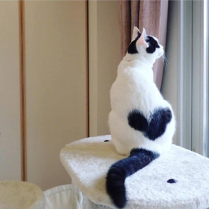 萌宠爱心猫咪图片 随时随地来一个爱心自拍照