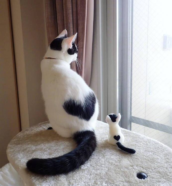 萌宠爱心猫咪图片 随时随地来一个爱心自拍照 3