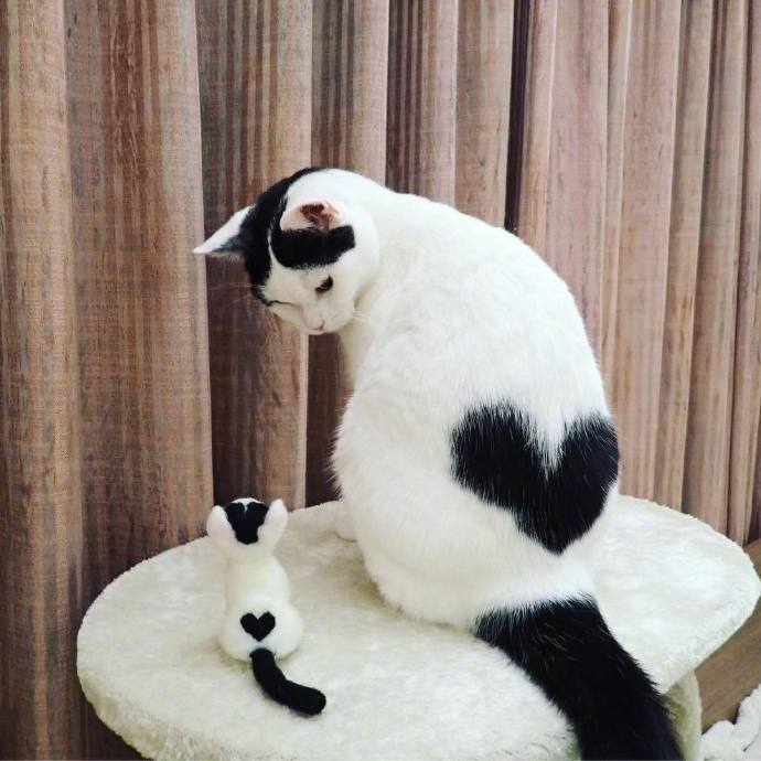 萌宠爱心猫咪图片 随时随地来一个爱心自拍照 5