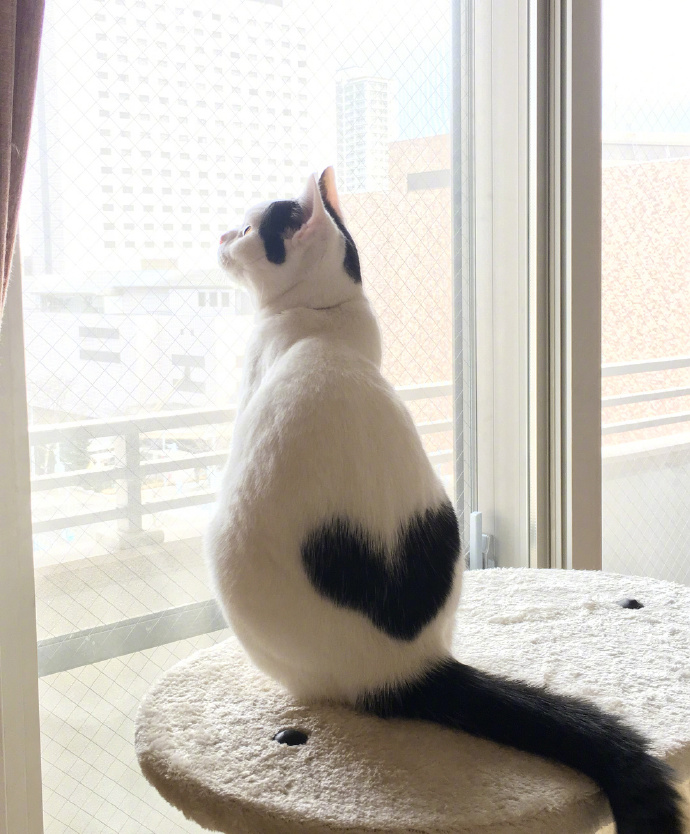 萌宠爱心猫咪图片 随时随地来一个爱心自拍照 6