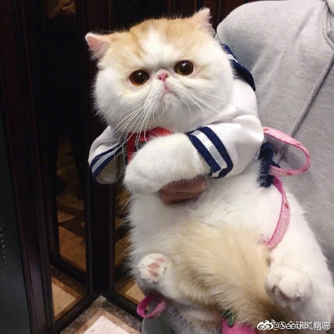 圆滚滚的可爱小猫咪图片