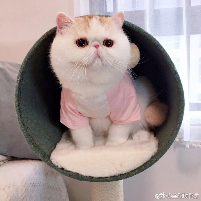 圆滚滚的可爱小猫咪图片 2