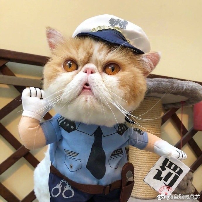 圆滚滚的可爱小猫咪图片 3