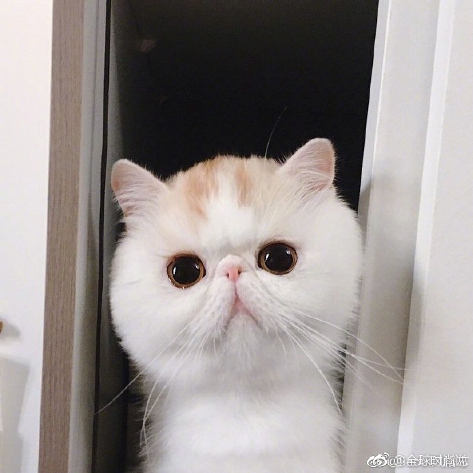 圆滚滚的可爱小猫咪图片 4