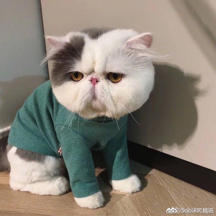 圆滚滚的可爱小猫咪图片 5
