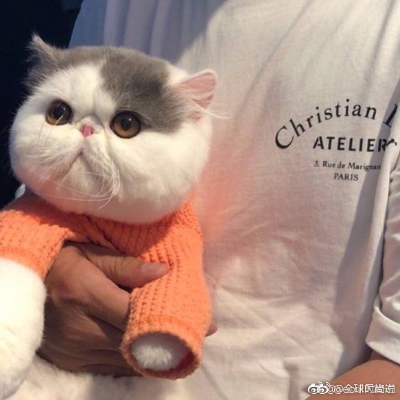 圆滚滚的可爱小猫咪图片 6