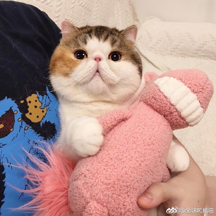 圆滚滚的可爱小猫咪图片 7