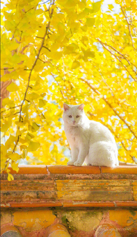 白色猫咪银杏树下秋日写真