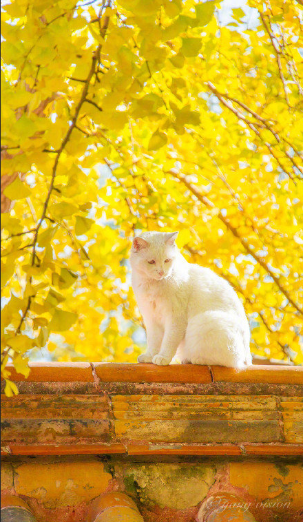 白色猫咪银杏树下秋日写真 2