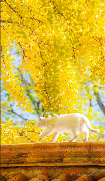 白色猫咪银杏树下秋日写真 6