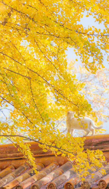 白色猫咪银杏树下秋日写真 9