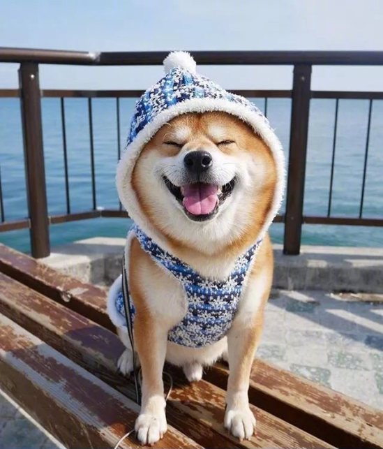 日本博主shibainu家的柴犬berry治愈系笑容图片